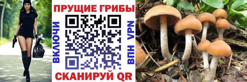 Галлюциногенные грибы MAGIC MUSHROOMS  Котельники 